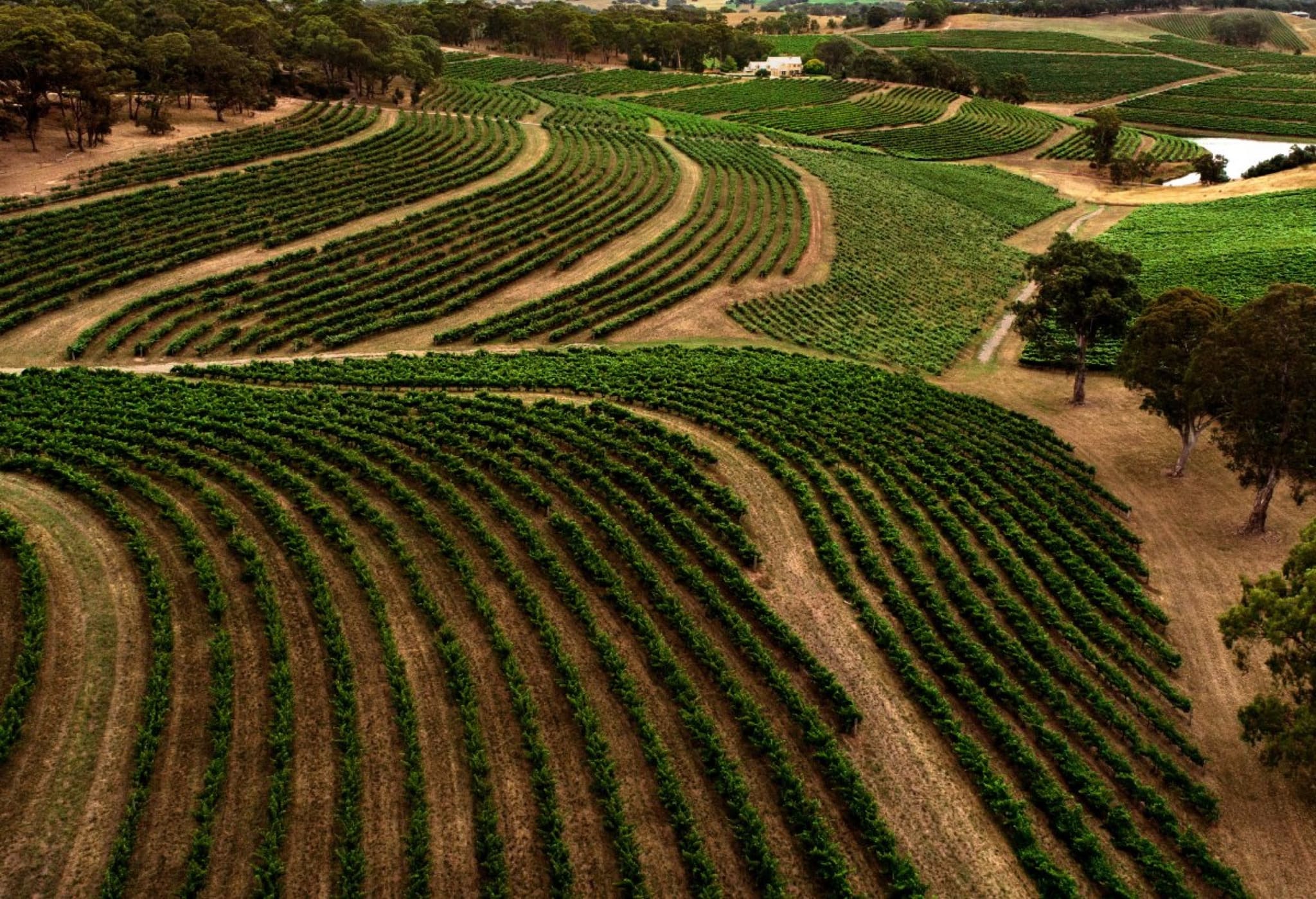 Rows of vines on the slopes at Hickinbotham of Dromana