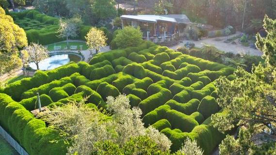 A lush green Maze at Ashcombe Maze. 