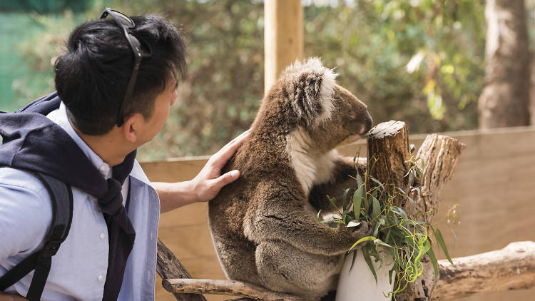 A man pets a koala at the Moonlit Sanctuary. 