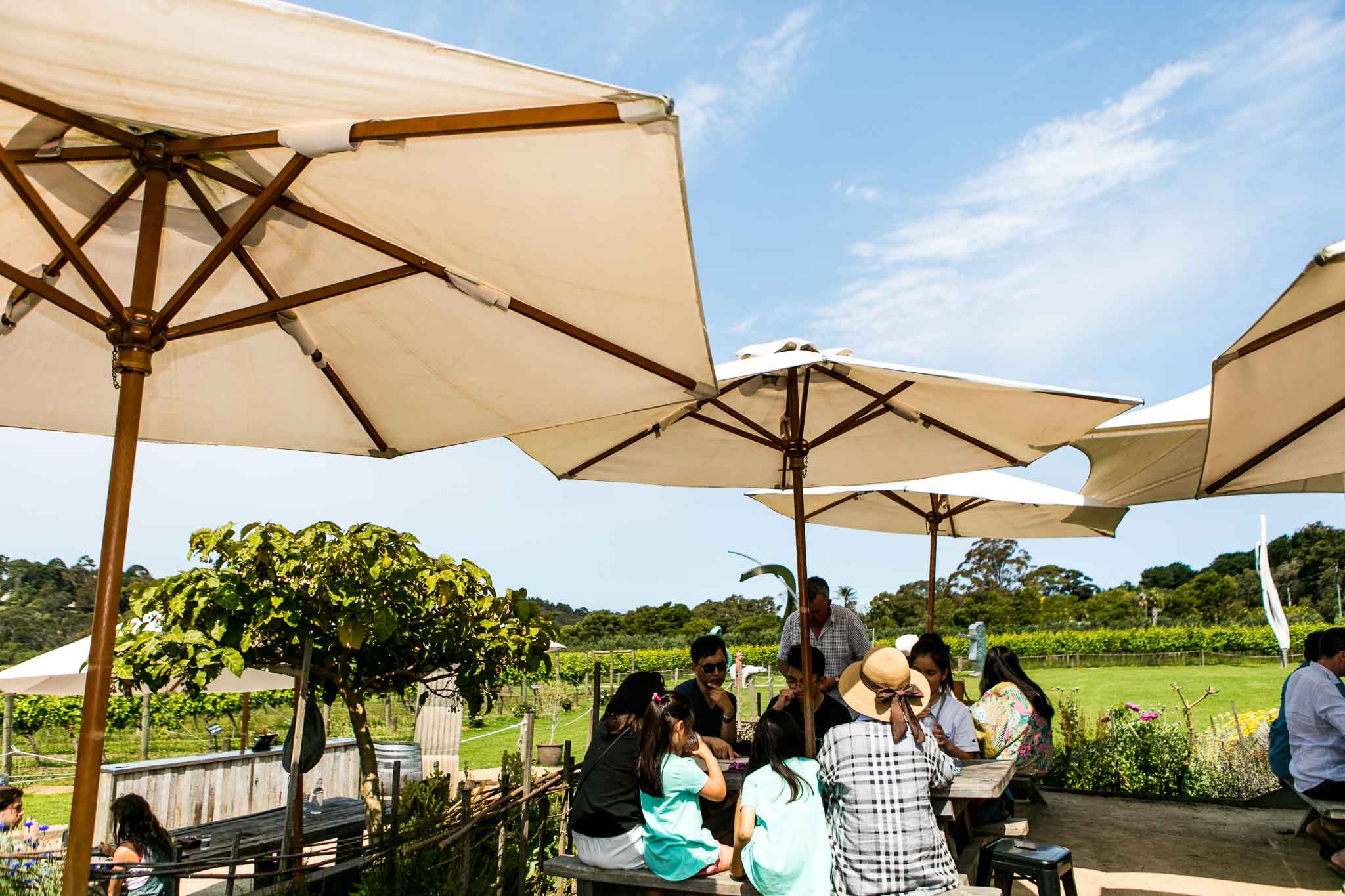 Large sun umbrellas envelope tables of large groups of people at Montalto Winery, with vineyards peeking through the background.