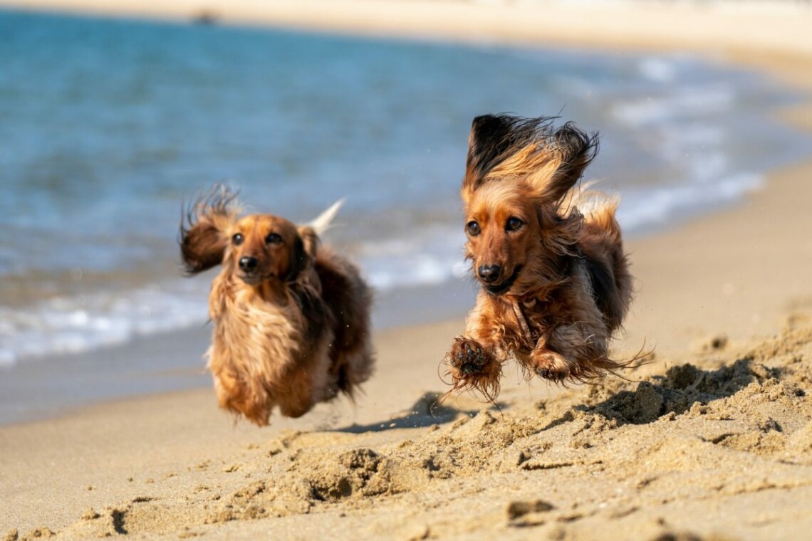 Two dogs run on the beach.